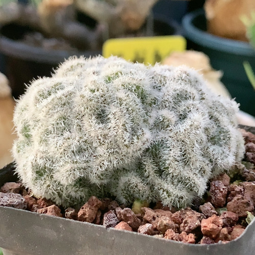 白玉兔缀化