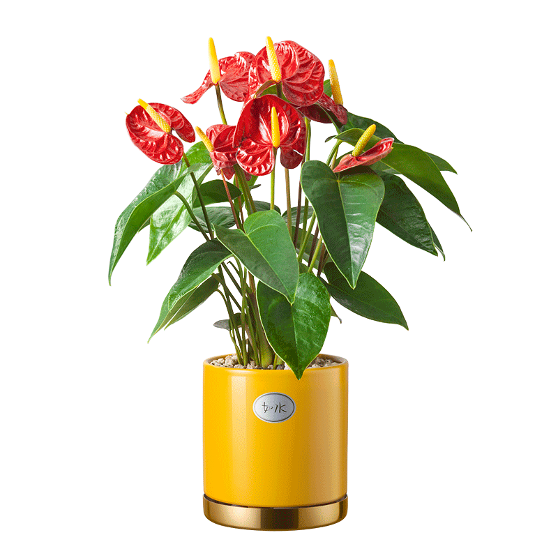 如水花多多大红掌盆栽红红火火