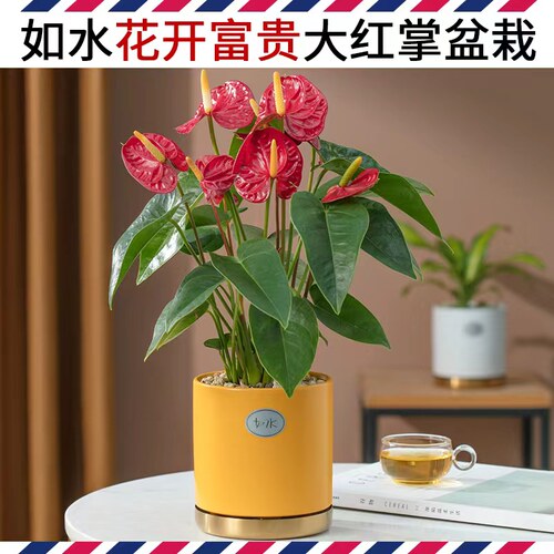 如水花多多大红掌盆栽红红火火