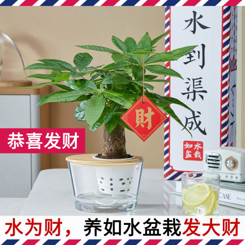 如水盆栽容易养加水一次养7天