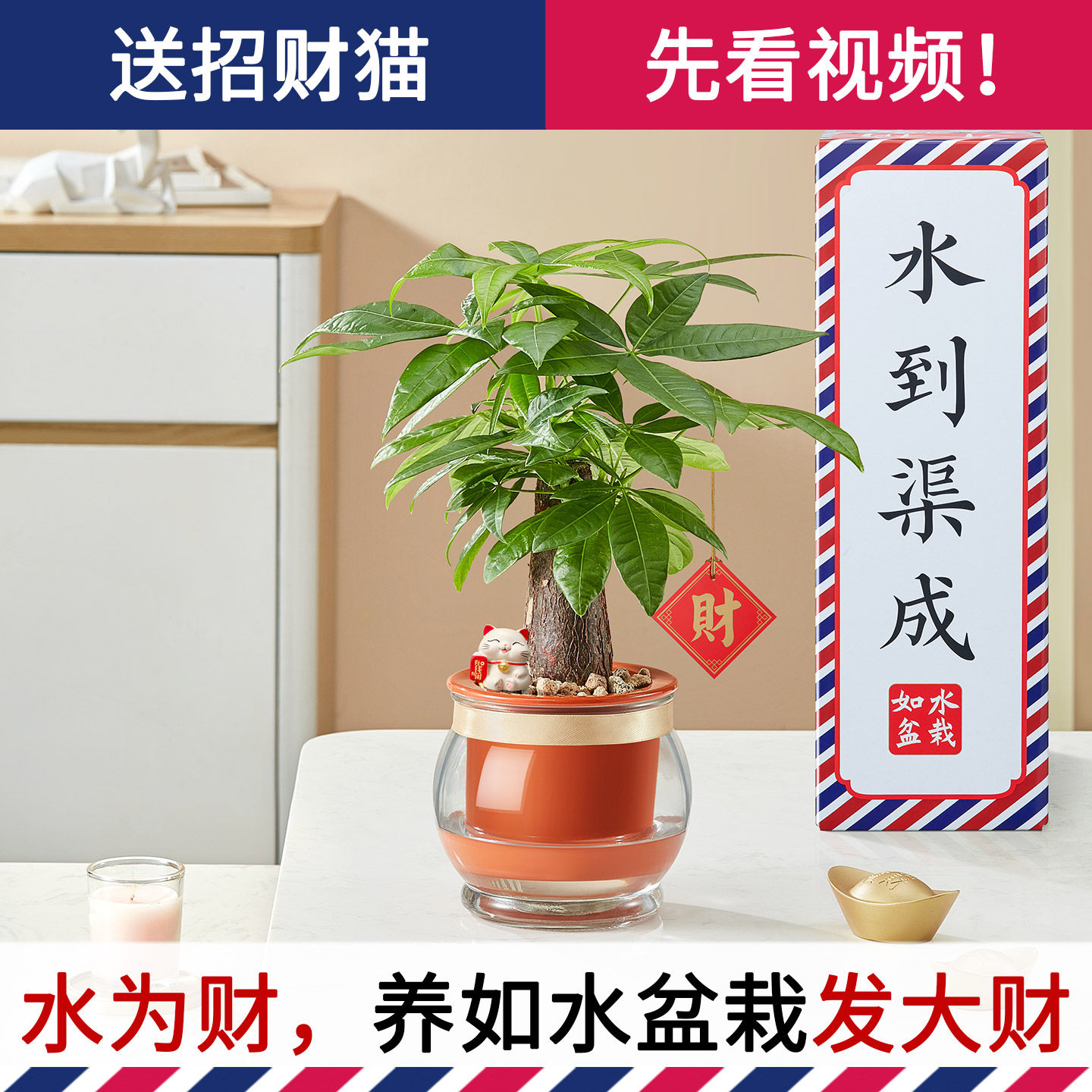 新款加水就能养发财树 好养自动吸水水培小盆栽 室内土培水培植物