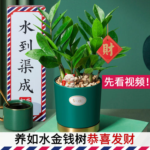 养如水金钱树，恭喜发大财