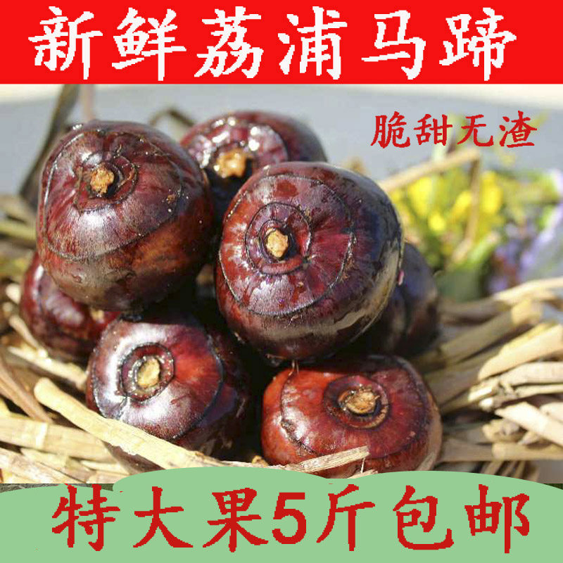 广西荔浦马蹄新鲜荸荠大 大果农家种植荠苗子脆甜无渣5斤包邮孛荠