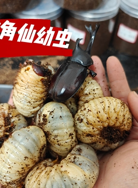 独角仙长戟南洋毛象甲虫彩虹印尼金锹甲幼虫