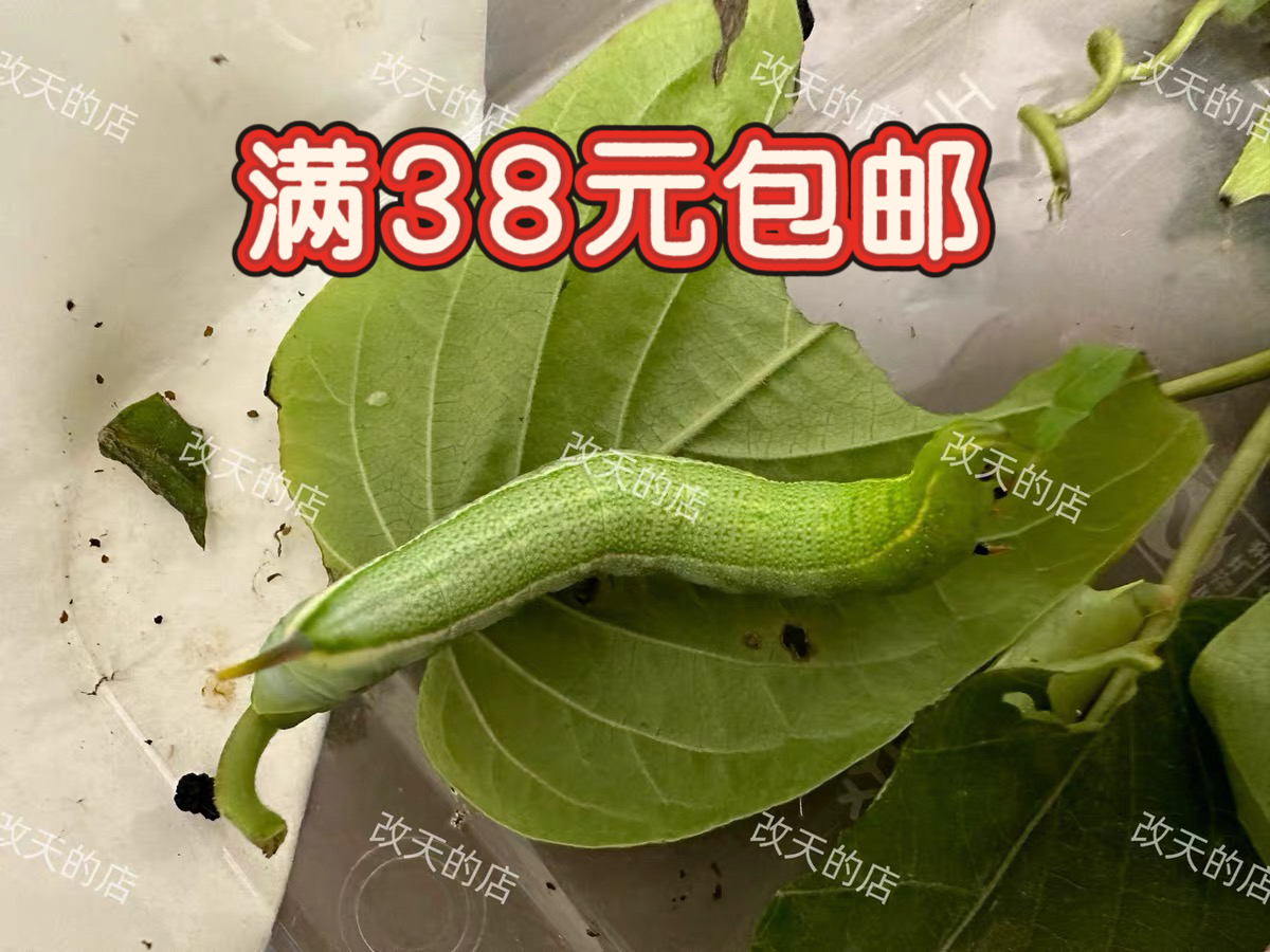 黑长喙天蛾幼虫大肉虫昆虫科研教学素材萌宠爬虫