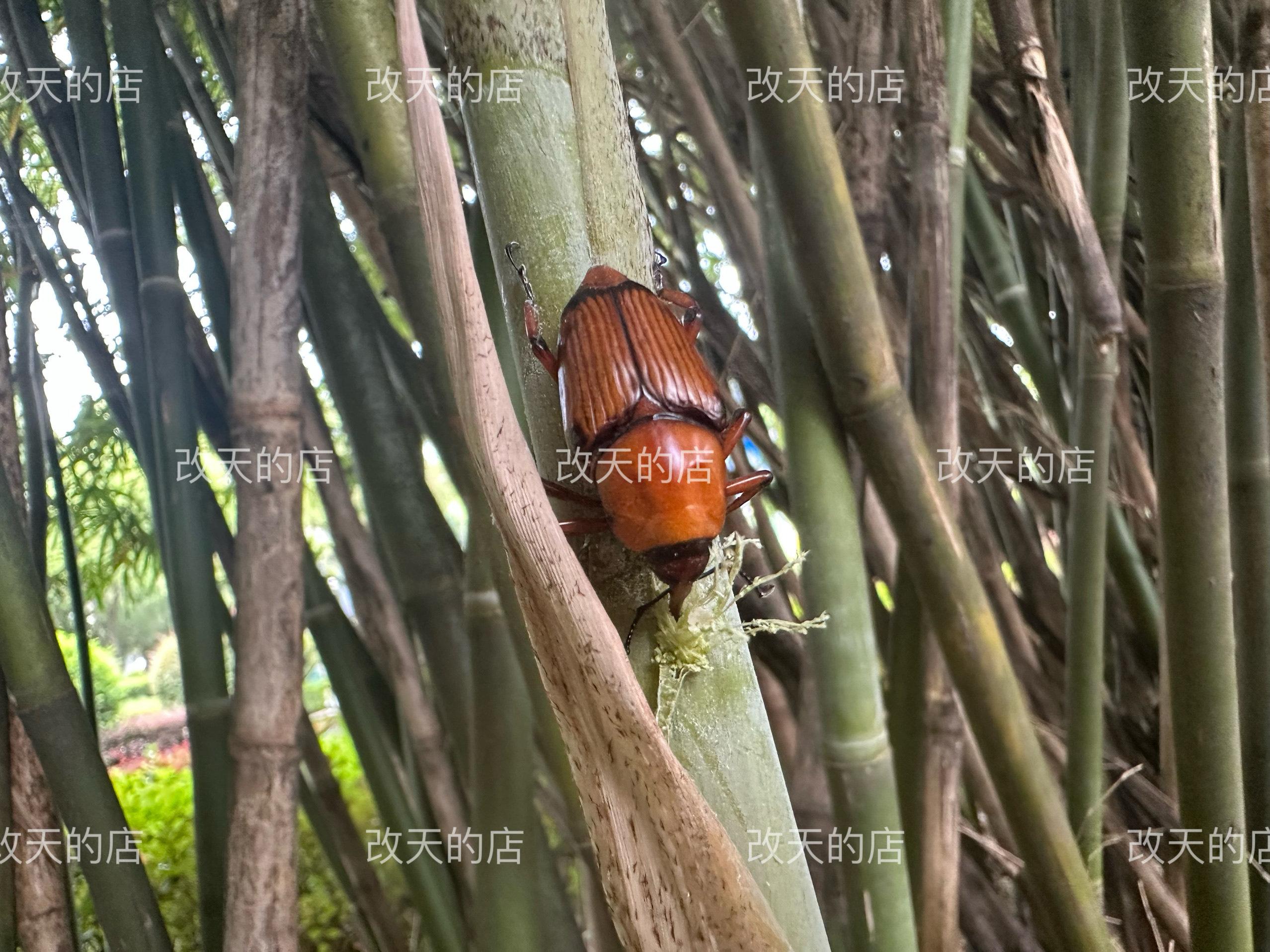 竹笋虫图片象鼻虫,竹象鼻虫图片(第6页)_大山谷图库