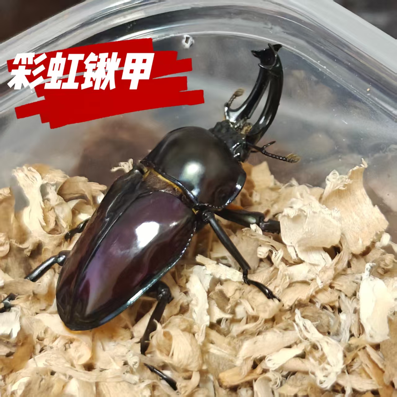 彩虹锹甲甲虫宠物锹甲花金龟教学研学标本甲壳虫