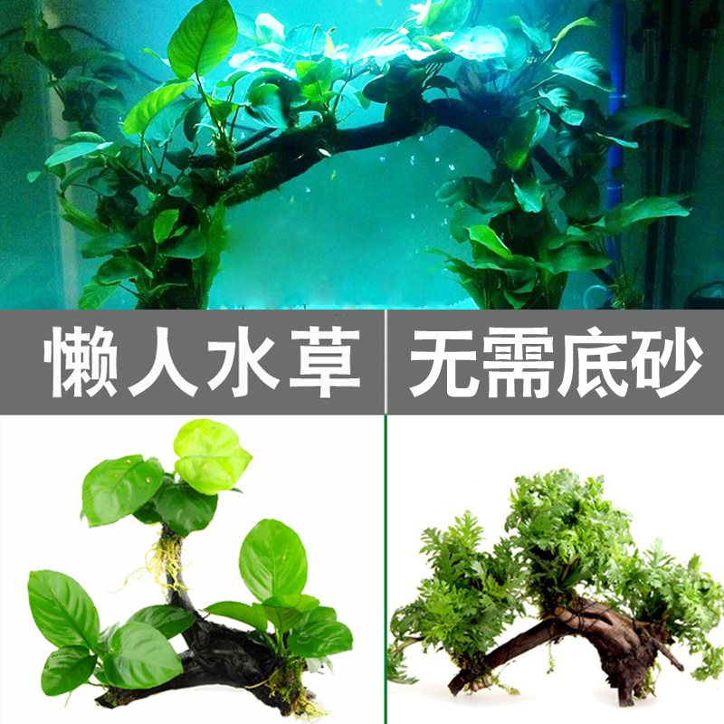 水草鱼缸造景沉木水榕水草活体淡水植物鱼缸无土水草增氧懒人水草