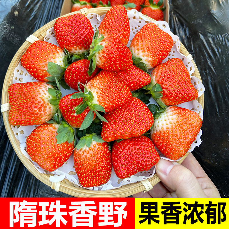 草莓新鲜水果当季整箱山东隋珠香野草莓现摘孕妇水果非丹东草莓
