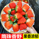 草莓新鲜水果当季 整箱山东隋珠香野草莓现摘孕妇水果非丹东草莓