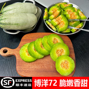 山东头茬博洋72号甜瓜新鲜水果当季整箱蜜瓜羊角蜜脆瓜香瓜现摘