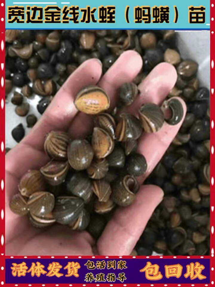 水蛭苗活体宽体金线蛭蚂蟥苏南卵螺