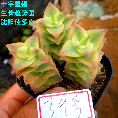 十字星锦多肉价格 十字星锦多肉图片 星期三