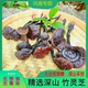 云南深山竹灵芝灵芝王竹灵芝红灵芝紫灵芝长脚灵芝煲汤泡酒煮水