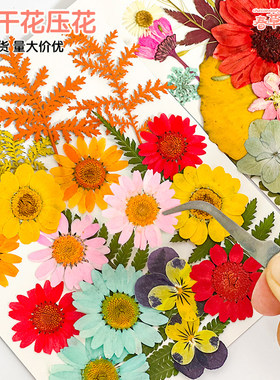 干花手工diy材料押花植物树叶标本贴枫叶书签压花装饰画天然真花