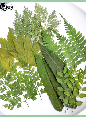 植物标本天然干花树叶手工diy材料压花相框书签台灯滴胶diy材料包