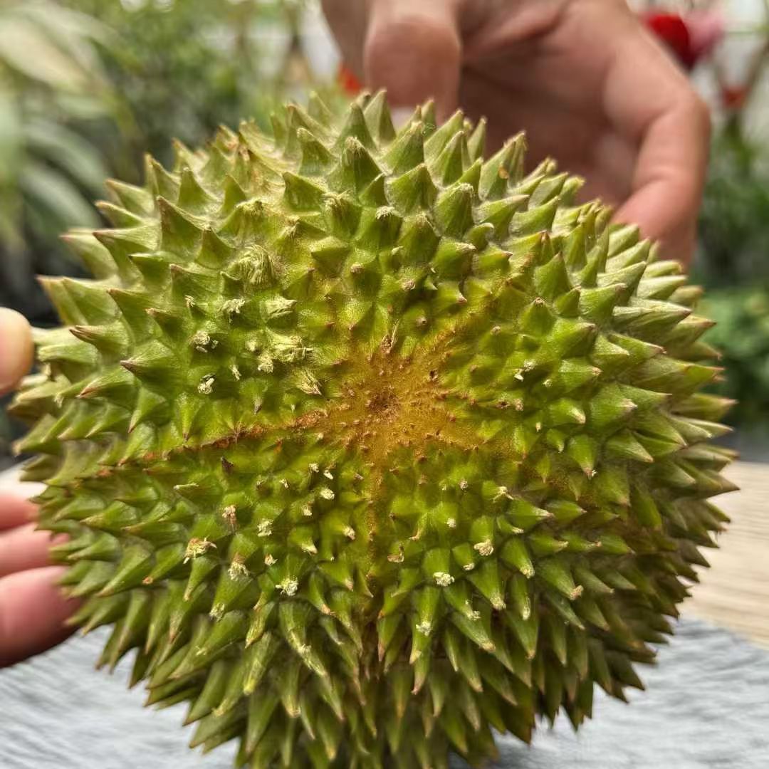 【鲜果】猫山王榴莲D197马来西亚榴莲新鲜水果顺丰空运