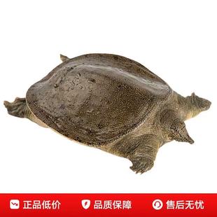 汉寿生态三去甲鱼鲜活现杀真空包装红烧 清蒸