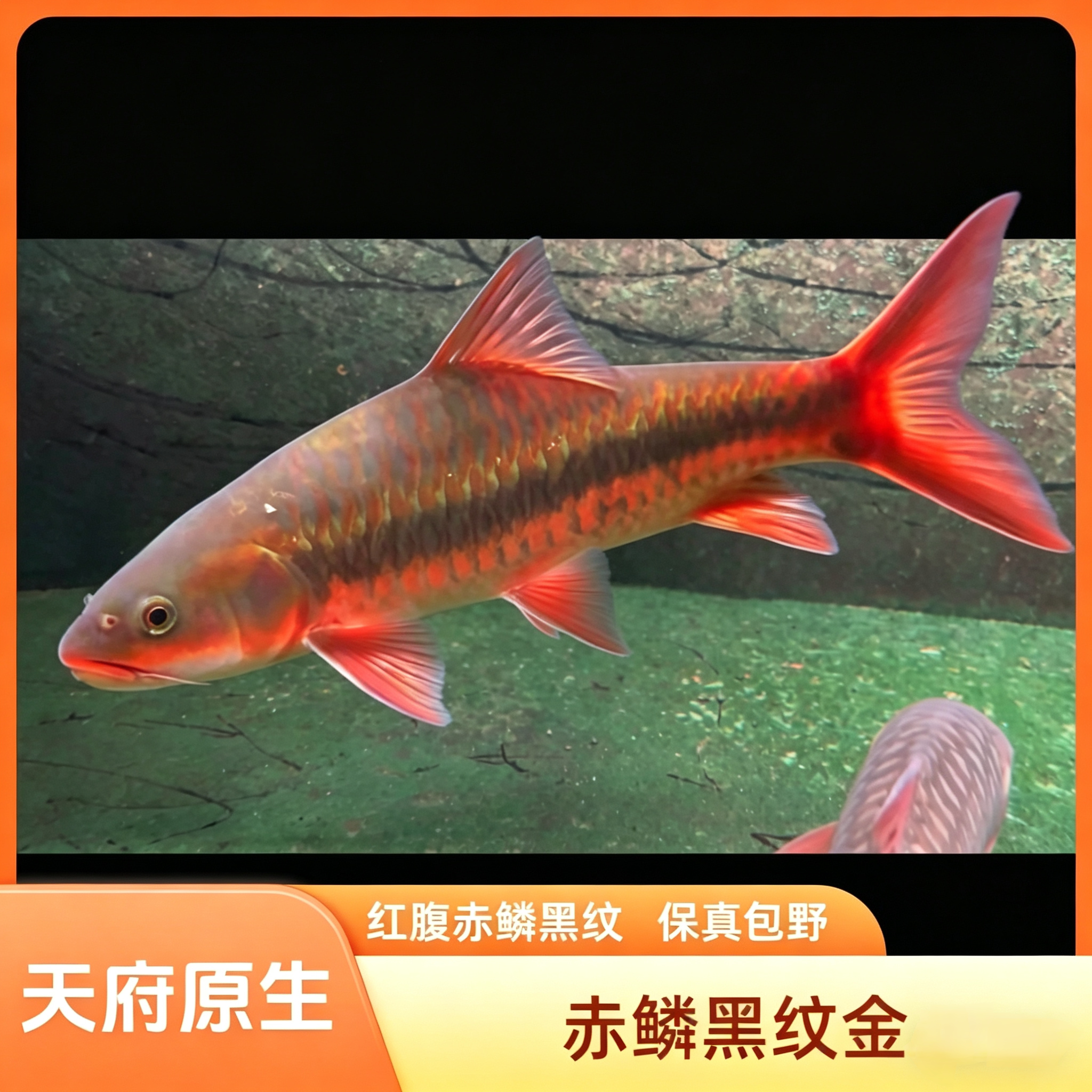 缅甸赤磷黑纹金吉罗鱼缸里的淡水吉罗鱼观赏鱼