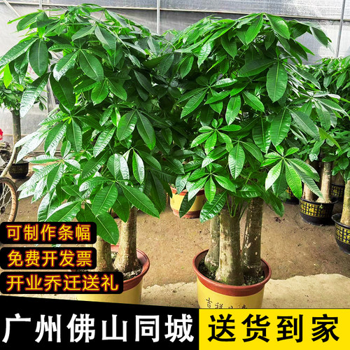 发财树盆栽同城开业乔迁客厅植物