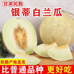 甘肅民勤沙漠蜜瓜銀蒂白蘭瓜頭茬大果爆甜多汁新鮮采摘產(chǎn)地直發(fā)