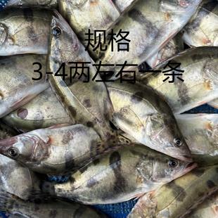 小鳜鱼当天宰杀鲜活鳜鱼正宗桂鱼鲜活鲑鱼桂花鱼新鲜季花鱼500g