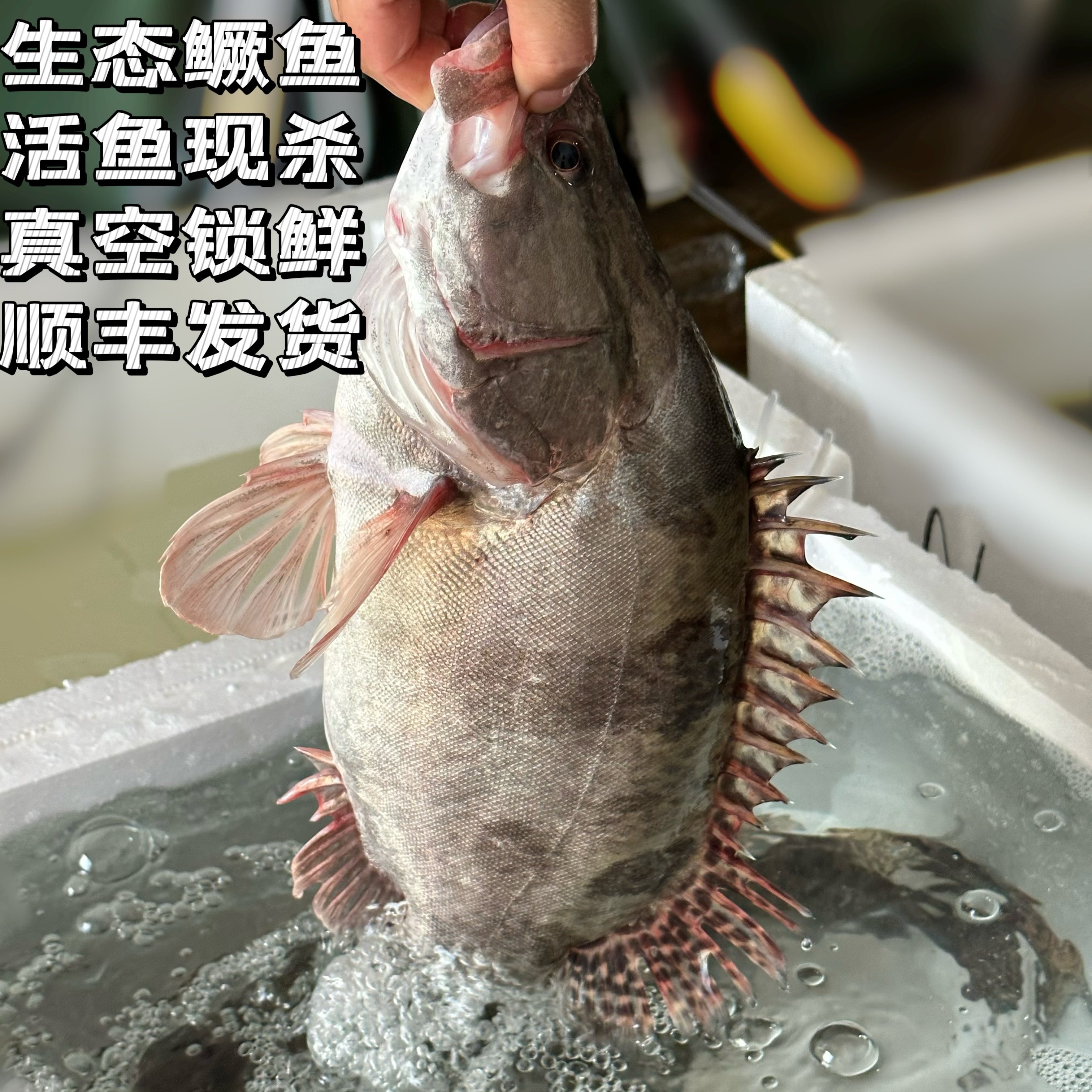 大鳜鱼鲜活桂鱼肉质鲜嫩淡水鱼