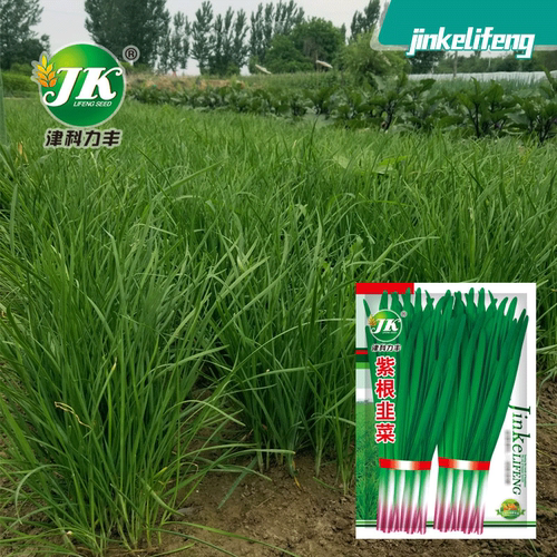 Chives, red roots, purple roots, Chinese chives, single roo
