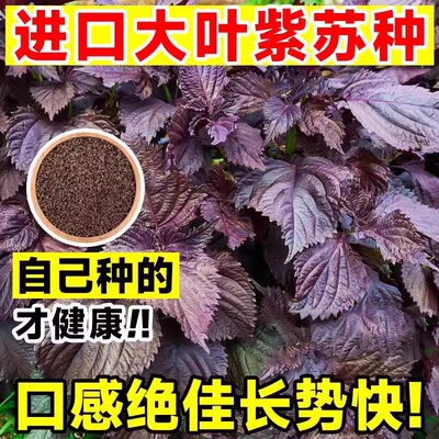 New edible double-sided red perilla heat-resistant balcony