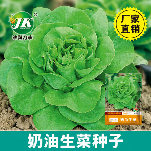 New direct supply cream lettuce easy pot vegetable garden v