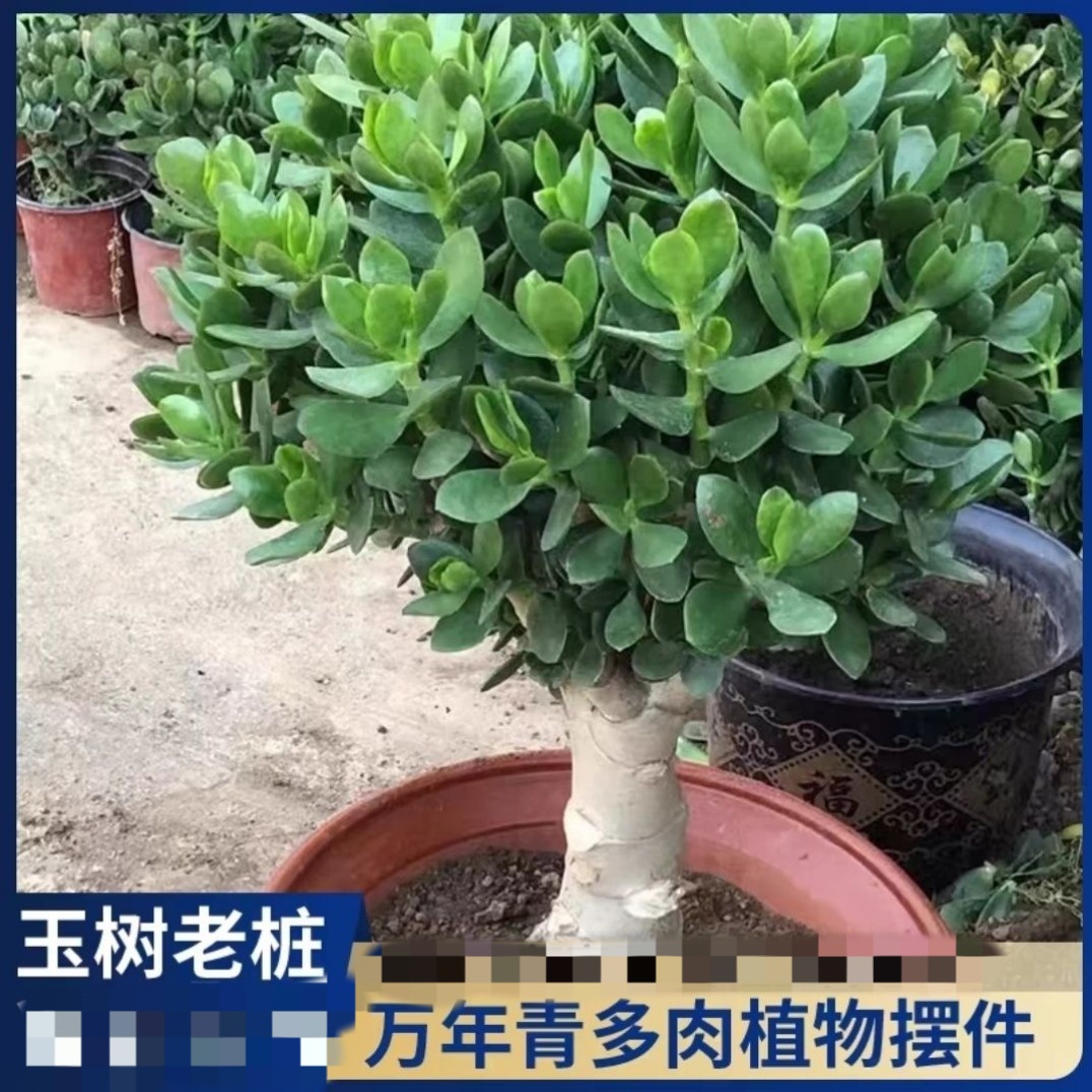 Yushu Potted Old Pile Swallow Thick skinned Plants Indoor B