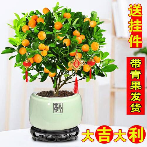 Newkumquatbasingoodorange