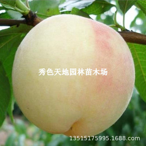 AuthenticFenghuaWuxiYangsh