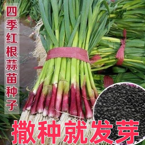 Red Root, Red Head Garlic, Wide Leaf, White Root Garlic Spr