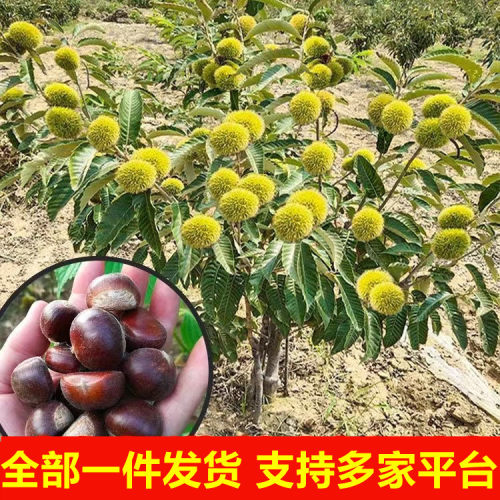 板栗树苗盆南北方种植特大早熟结