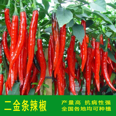 Spicy Erjin Striped Chili Medium cooked Erjingtiao Chili Ve
