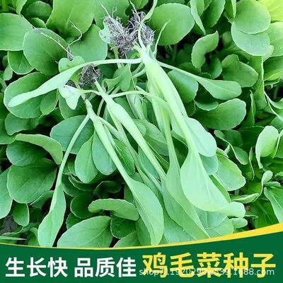 18 day fast growing chicken feather vegetable, disease resi