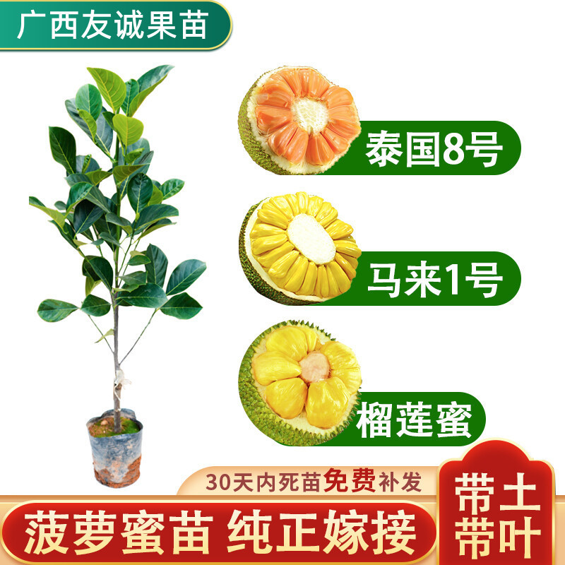 Jackfruit tree seedlings grafted with Thai red meat dry bra