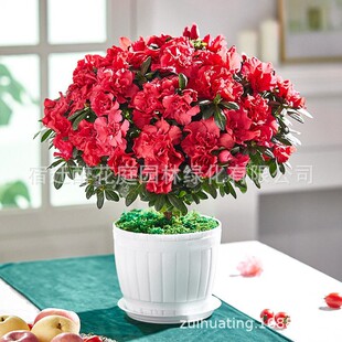 New azalea flower pot with flower bud, hair growth, old stu