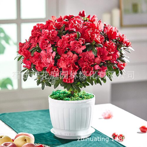 Newazaleaflowerpotwithfl