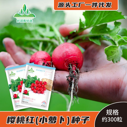 Cherry Radish Mini Fruit Little Red Ding Luo Bu Yang Tai Pa