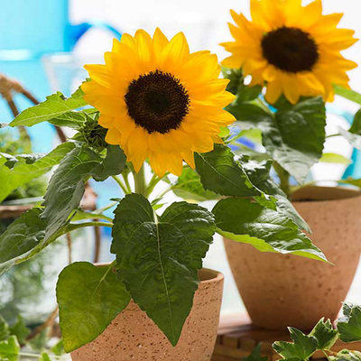 Sunflower Edible Flower Shop Cut Flowers Sunflower Oil Sunf
