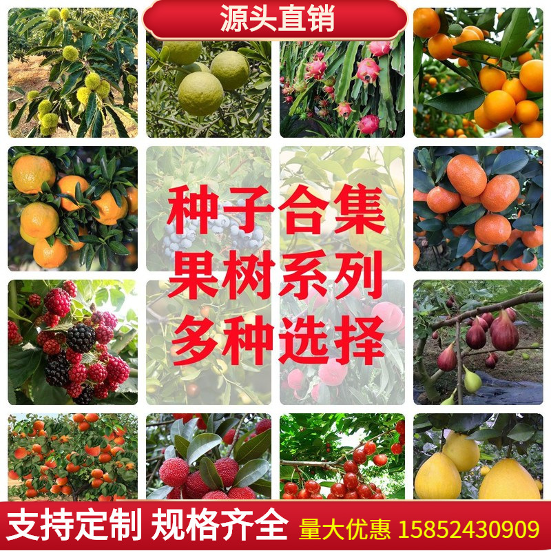 Fruit tree seeds, Sichuan pepper seeds, citrus pomelo, ches