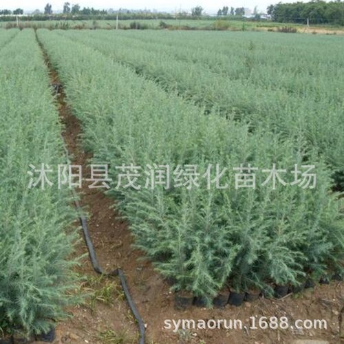 Newstyleseedlingsgardengr