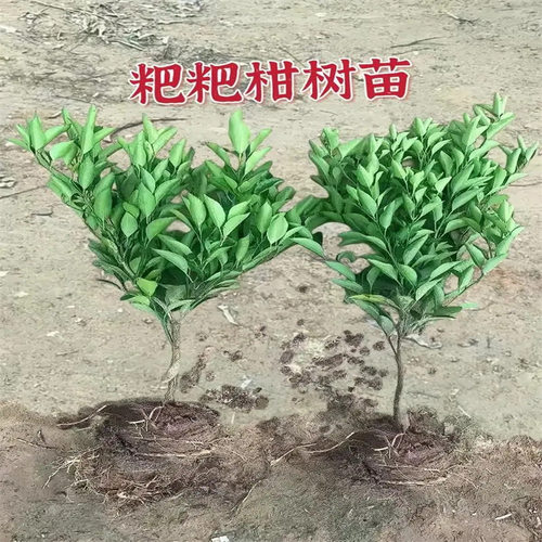 Springsawrakerakemandarin