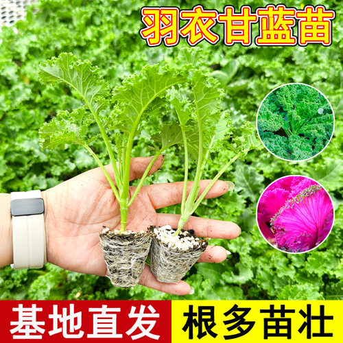 New Feather Sprout Vegetable Sprout Southern Vegetable Pot