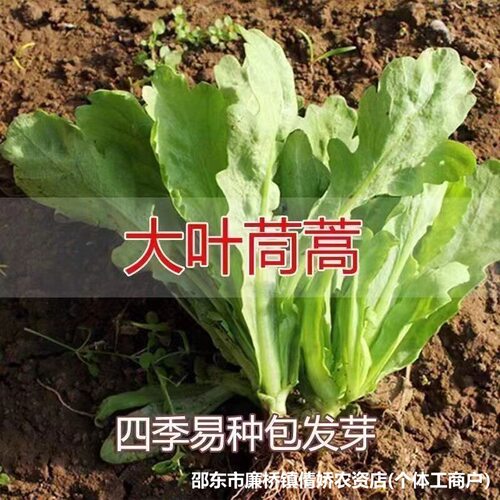 Chrysanthemum Clear Leafy Chrysanthemum Chrysanthemum Sunfl