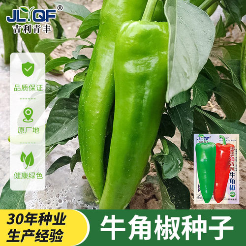 特大牛角椒种子苗秧辣椒种籽青椒