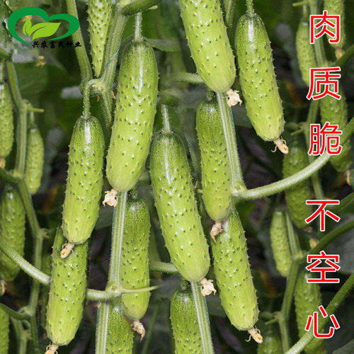 Sweet Beauty Fruit Farmland Vegetable Garden Early Maturing