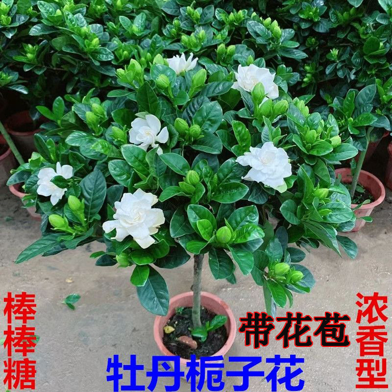 Solitary gardenia potted plant with flower bud, strong frag